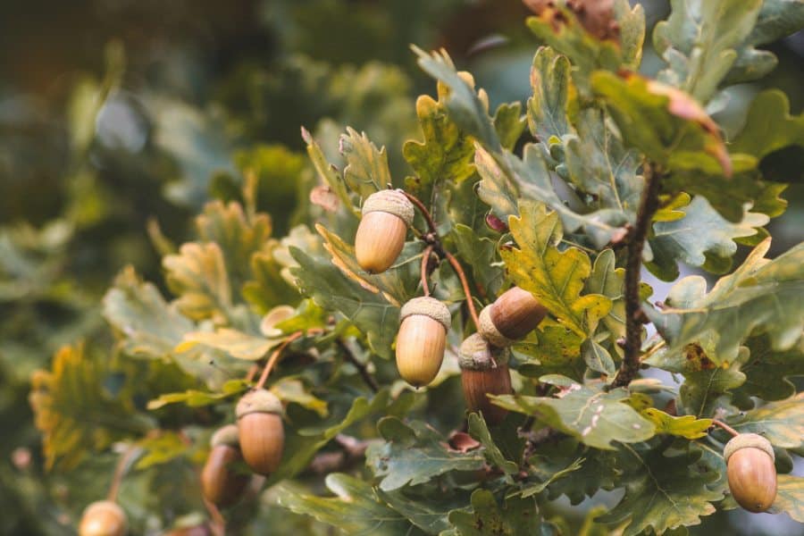 acorns in a tree ready to fall on an unsuspecting vehicle