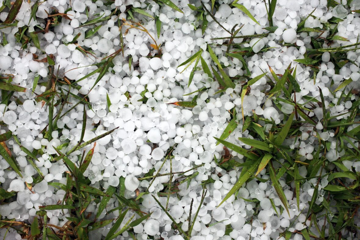 lots of tiny hailstones sitting on the grass